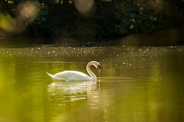 Witte zwaan in een meertje van Tonko Oosterink