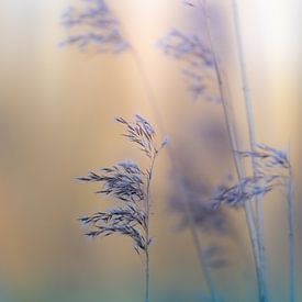Reed plumes in the light by Patricia van Kuik