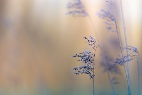 Rietpluimen in  het licht