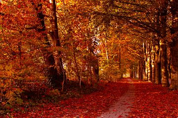 Marche dans la nature avec des couleurs d'automne sur Jolanda de Jong-Jansen