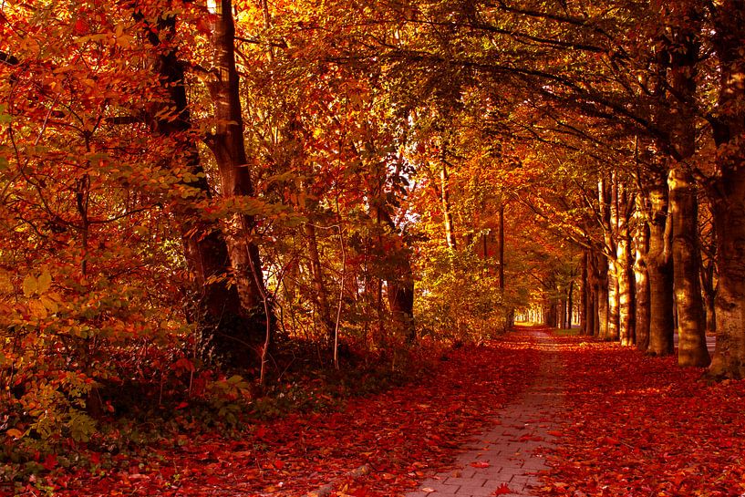 Marche dans la nature avec des couleurs d'automne par Jolanda de Jong-Jansen