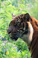 Hoofd van een tijger met groene achtergrond