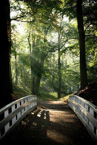 Morgenröte in Clingendael Den Haag