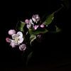 Apfelblüte von Lucia Leemans