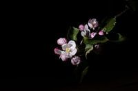 Fleur de pommier