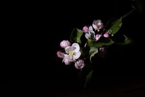 Fleur de pommier