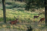 Cerf élaphe et biches