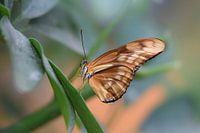 Papillon brun coloré sur une feuille verte
