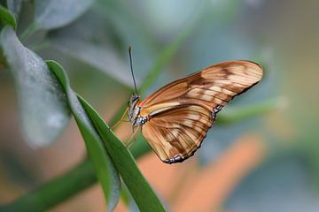 Kleurrijke bruine vlinder op een groen blad van Kim de Been