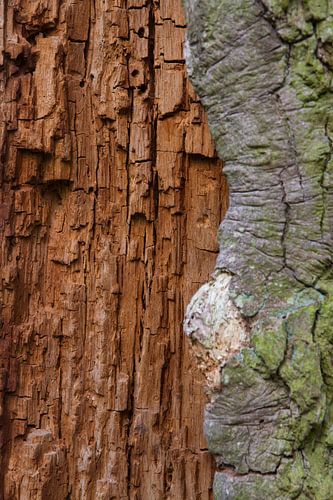 Boomschors met cambium