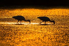 Eurasian Spoonbill, Platalea leucorodia