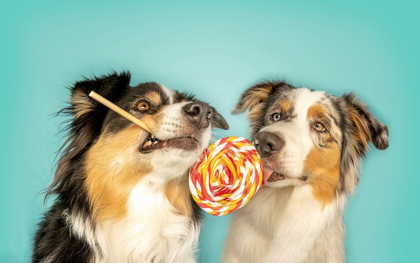 Lustiger Australian Shepherd Hund mit Lolli von Annabell Gsödl