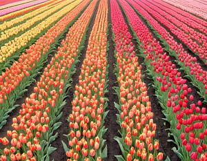 Bloeiende tulpen van Kees van den Burg