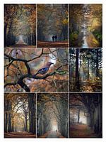 Herfst in de Gaasterlandse bossen