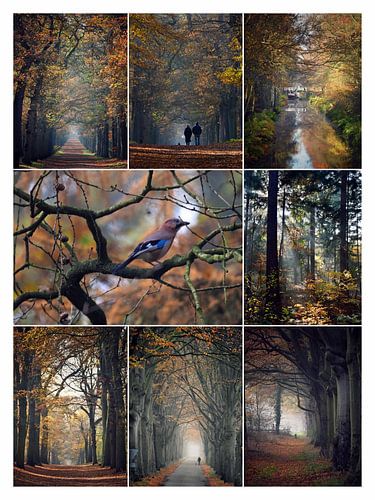 Herfst in de Gaasterlandse bossen