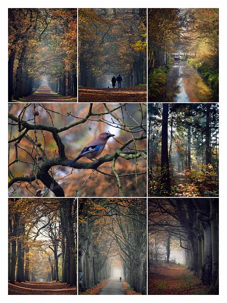 Herfst in de Gaasterlandse bossen von Jitske Van der gaast