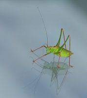 Sprinkhaan met reflectie