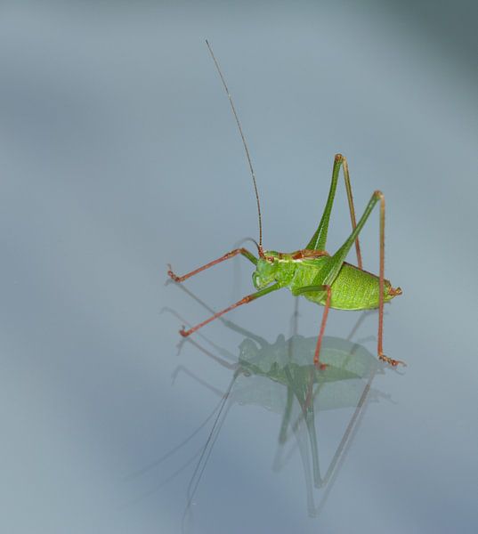 Grasshopper with reflection by Ed de Cock