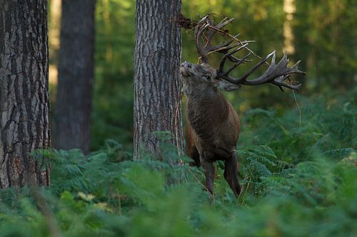 Cerf rouge en bronze dans un paysage forestier avec fougères