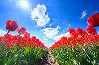 Tulpen in het veld in het voorjaar van Sjoerd van der Wal Fotografie thumbnail