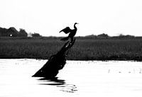 Watervogel in de zon