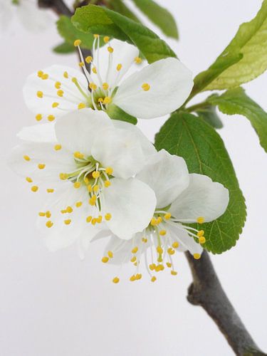 Witte bloesem van Lotte Veldt