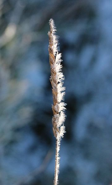 Eiskristalle par Iris Volkmar