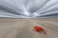 Dynamisch Terschelling