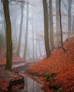 Ruisseau sinueux