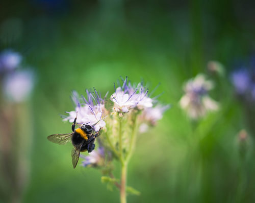 Abeille