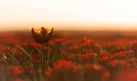 Tulpen van Jeroen Mondria thumbnail