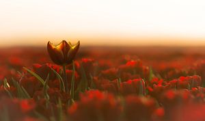 Tulpen sur Jeroen Mondria