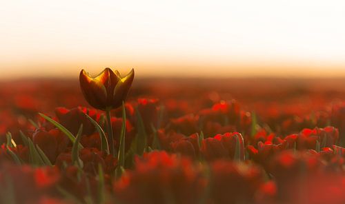 Tulpen