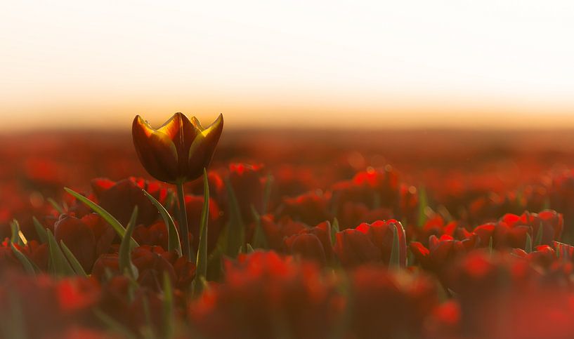 Tulpen van Jeroen Mondria
