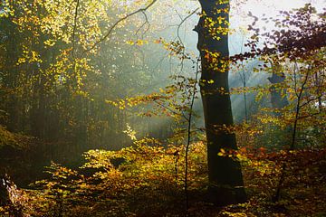 Herfst in het bos sur Michel van Kooten