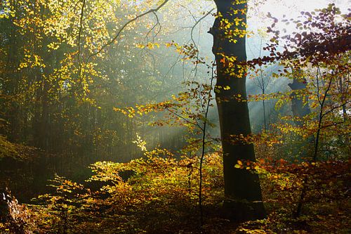 Herfst in het bos