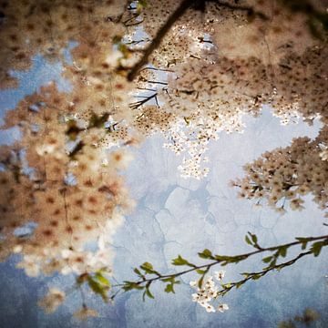 Dream blossom in Westerpark by Margo Schoote