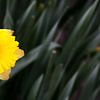 Gele Narcis by Henk Langerak