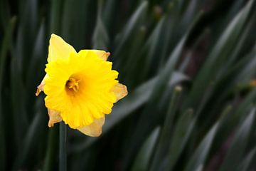 Gele Narcis sur Henk Langerak