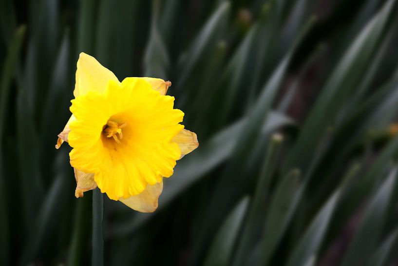 Gele Narcis by Henk Langerak