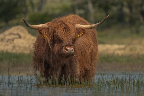 Schotse hooglander in de Kennemer duinen