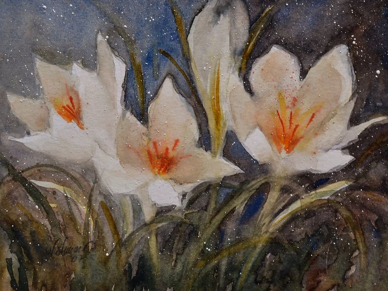 Fleurs de Crocus par Christine Nöhmeier
