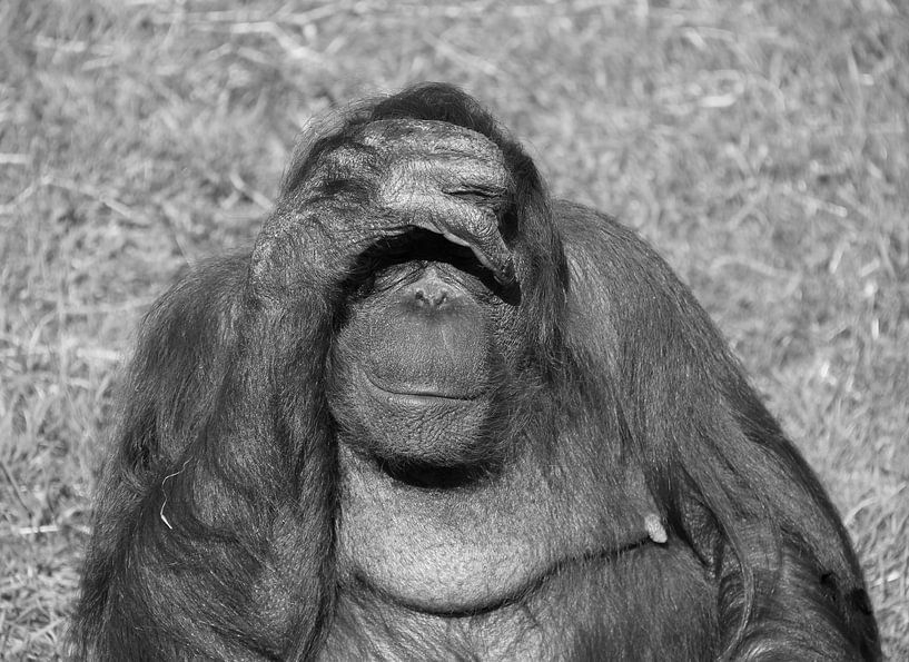 Orang-utan in black and white by Jose Lok
