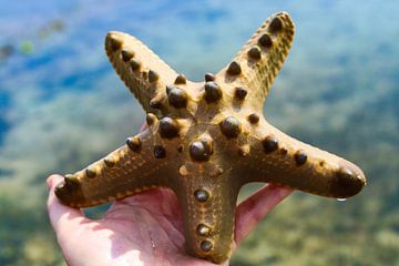 Starfish by Cre8yourstory