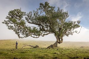 Unter dem alten Lorbeerbaum