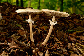 Twin mushrooms