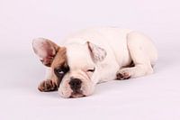 Mollie Franse Bulldog