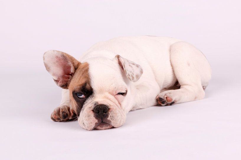 Mollie Franse Bulldog van LUNA Fotografie