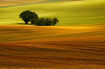 Groupe d'arbres isolés sur Harrie Muis