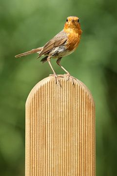Portret van een Roodborst van Ronald Pol